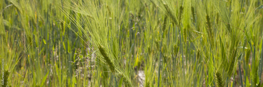 Feld mit Gerste, Nordrhein-Westfalen, Deutschland Feld mit Gerste, Nordrhein-Westfalen, Deutschland