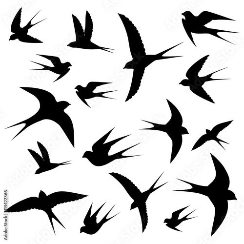 swallows circling
