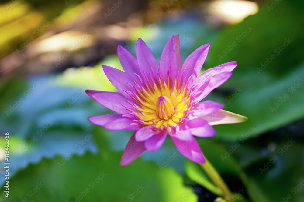 Water-lily at sunrise in the Asian region, Indonesia Water-lily at sunrise in the Asian region, Indonesia
