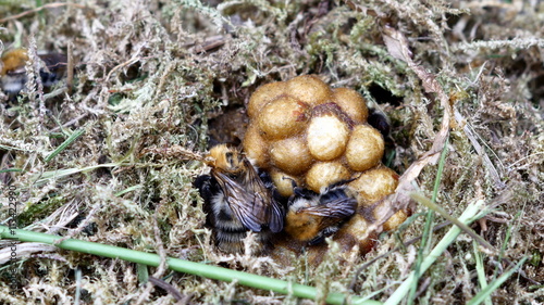 bumble bee in nest