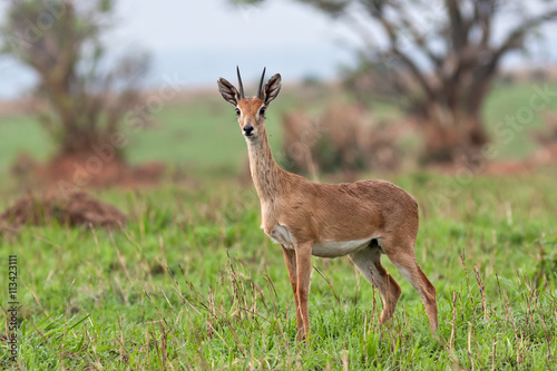 Uganda kob  Antelope at Murchison Falls National Park