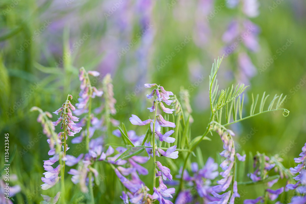 Purple wild flowers on green blurred nature background Purple wild flowers on green blurred nature background