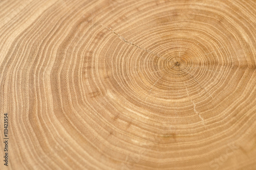 Cross section of elm tree trunk showing growth rings.