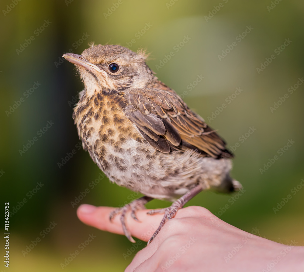 Nestling in the hands Nestling in the hands