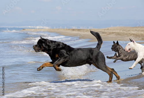 dogs running on the beach © cynoclub