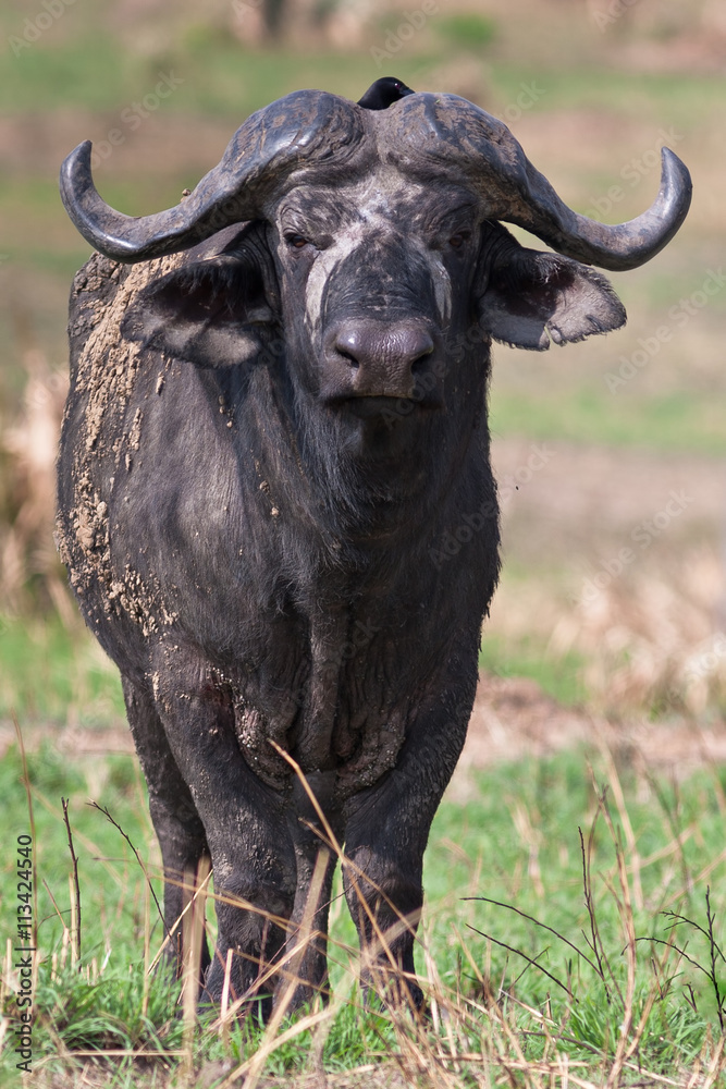 Naklejka premium Wild African Buffalo