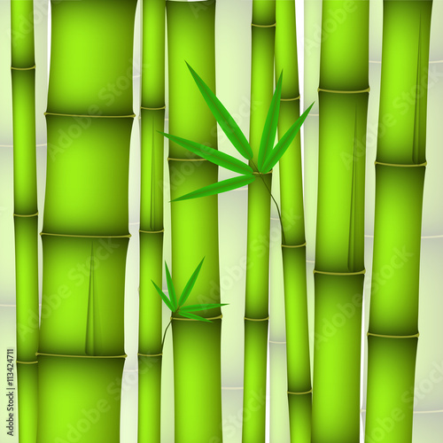 green bamboo stems and twig with leaves