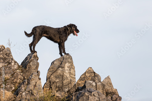 Beautiful black dog posing on rock.