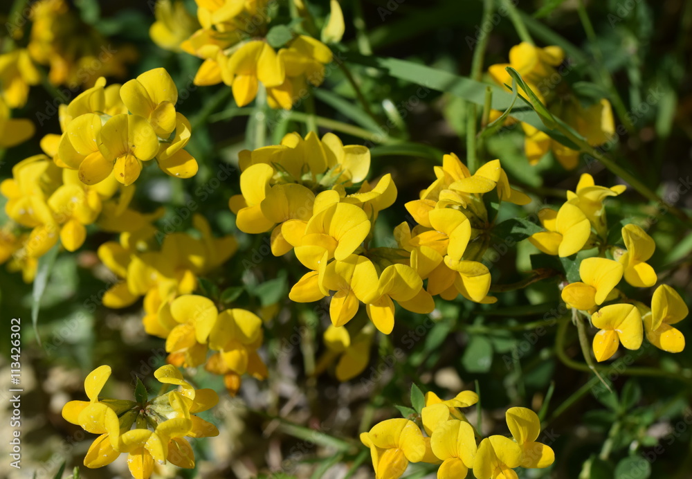 Fototapeta premium Gewöhnlicher Hornklee (Lotus corniculatus)