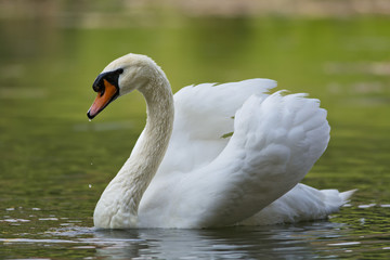 Acrylglasbilder Schwan Weißer Schwan auf stillem Gewässer  © kanuaq