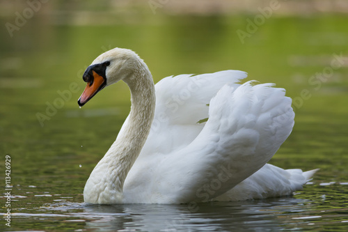 Fototapeta Naklejka Na Ścianę i Meble -  White swan