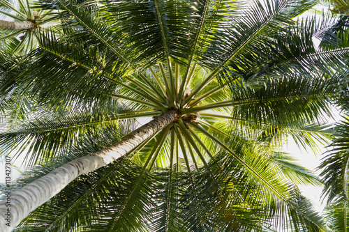 Close up detail of a tropical coconut palm tree variety found in
