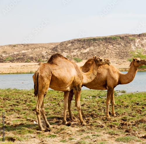 in oman camel  empty quarter of desert a free dromedary near the