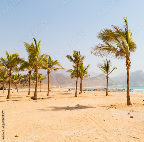in oman arabic sea palm the hill near sandy beach sky and moun