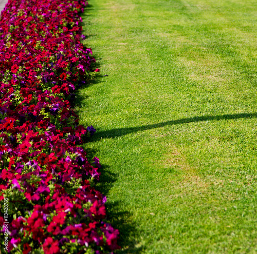 in oman flowers and garden  the spring colors photo