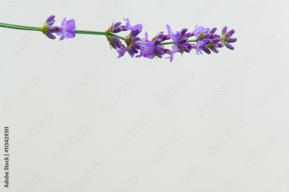 Lavender flower Natural look of Lavender flowers Lavandula Lavender flower Natural look of Lavender flowers Lavandula