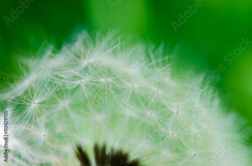 Close-up photo of ripe dandelion.