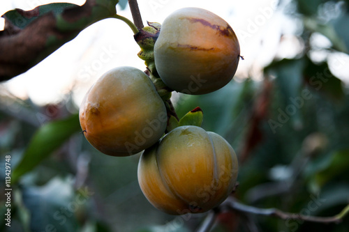 persimmon