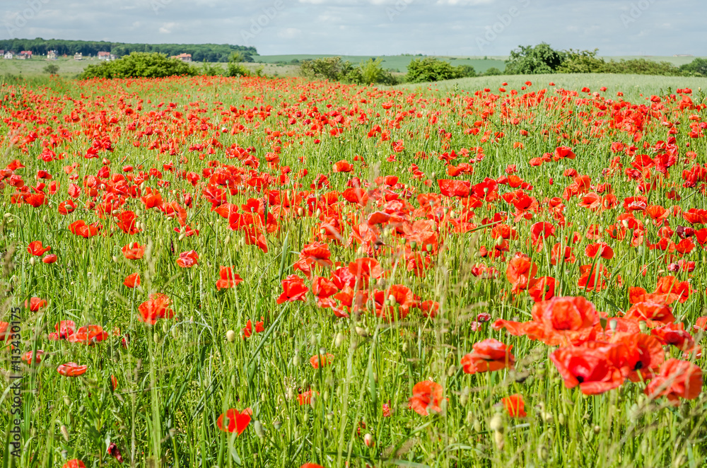 A field of red poppies, daisies and grass on a sunny day with few clouds