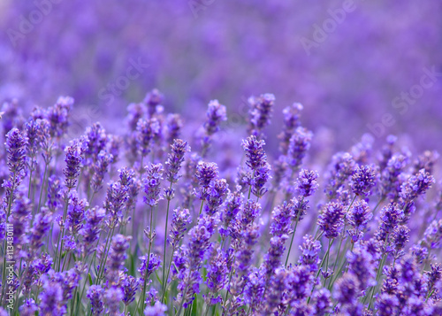Lavender flower Natural look of Lavender flowers Lavandula