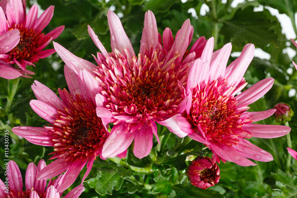 Pink Chrysanthemum flowers closeup. Pink Chrysanthemum flowers closeup.