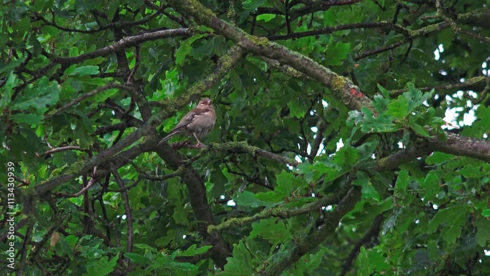 wildlife chaffinch bird in Oak Tree: Midlands, England: June 2016 wildlife chaffinch bird in Oak Tree: Midlands, England: June 2016