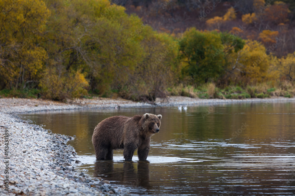 Naklejka premium brown bear