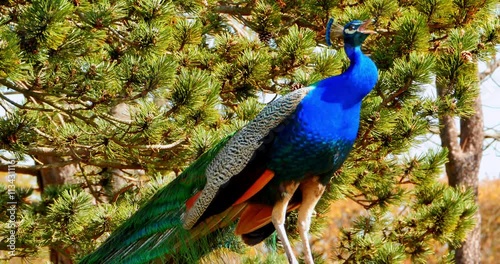 4K Male Peacock Calls, Beautiful Plumage Feathers