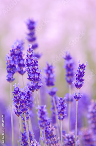 Lavender flower Natural look of Lavender flowers Lavandula