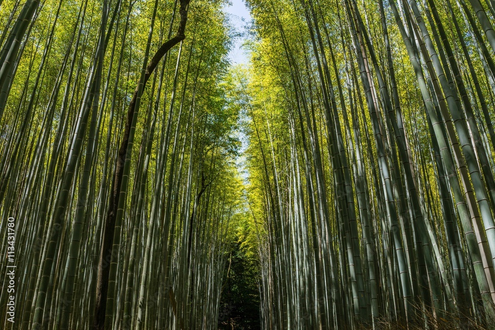 Abstract photos of the bamboo forest in Kyoto, Japan Abstract photos of the bamboo forest in Kyoto, Japan