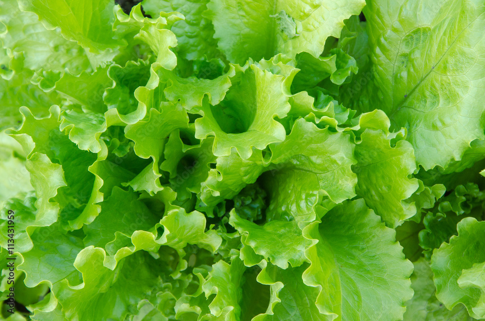 Close up of green lettuce. Concept of healthy lifestyle and dieting. Close up of green lettuce. Concept of healthy lifestyle and dieting.