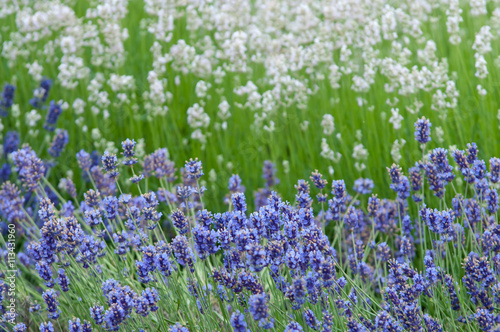 Fototapeta Naklejka Na Ścianę i Meble -  Lavender flower Natural look of Lavender flowers Lavandula
