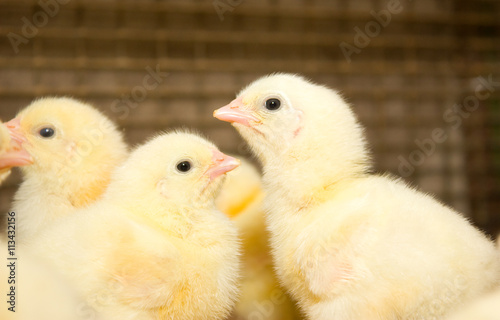 Two day-old Chicks at the poultry farm