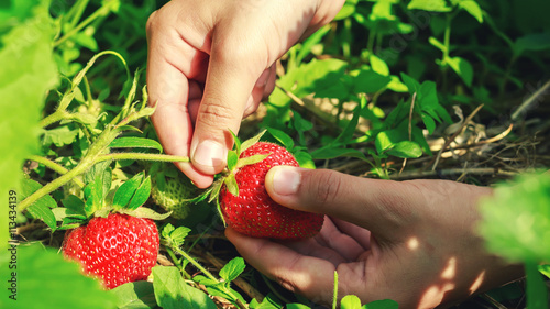 Child hand picks ripe strawberries in the garden, close-up.