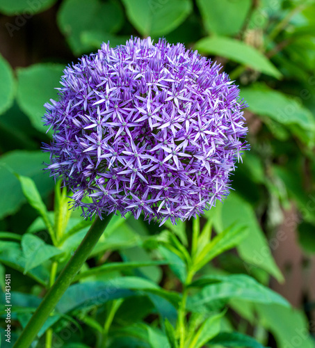 Giant Onion  Allium Giganteum  flower blooming