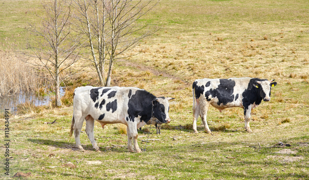 Cows grazing on natural pasture in the spring, Cows grazing on natural pasture in the spring,