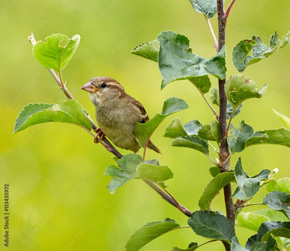 Obraz premium Female sparrow