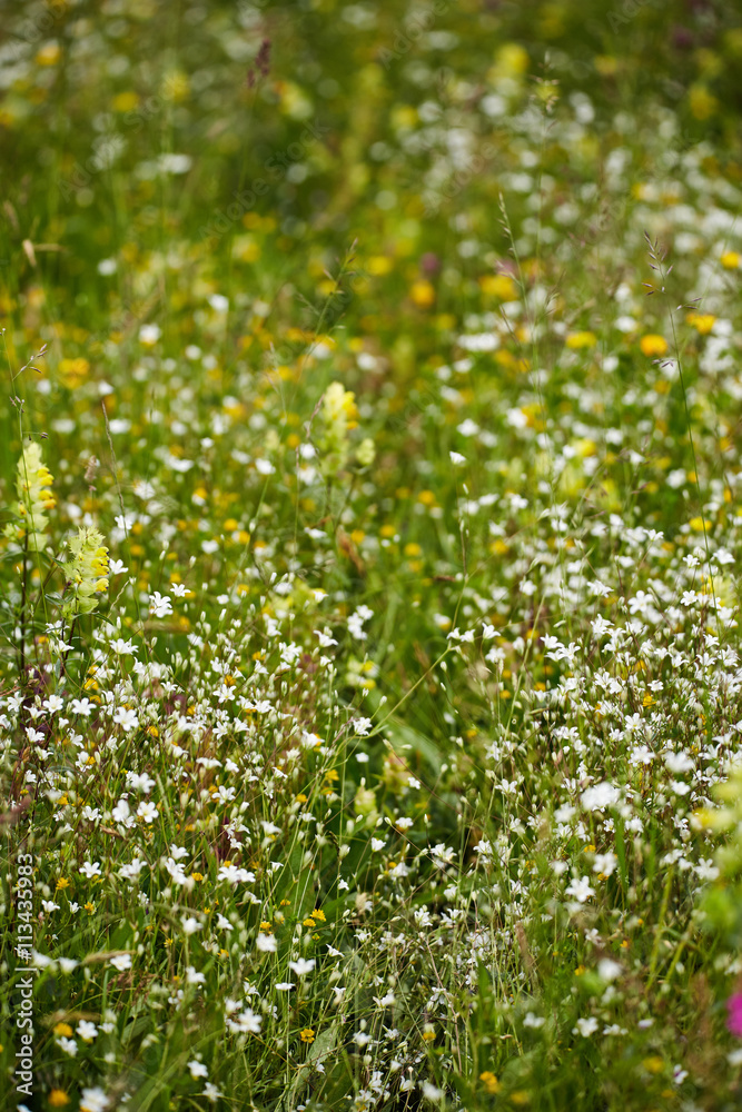 Fototapeta premium Wild flowers in a field
