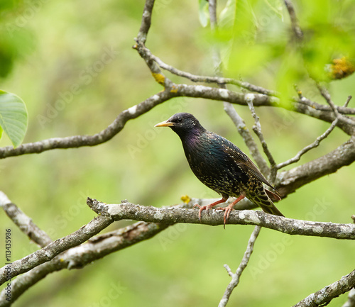 Starling perched on a branch