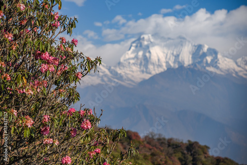 rhododendron flower and Mount Dhaulagiri, Nepal photo