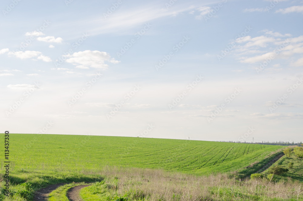 Fototapeta premium green field and blue sky sunrise light