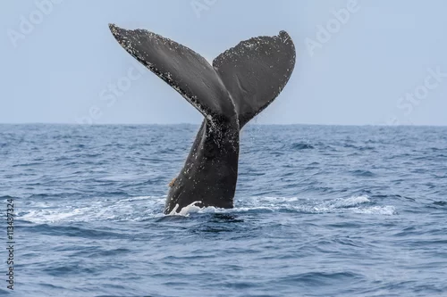 Obraz Humpback Whale in Machalilla national park, Ecuador