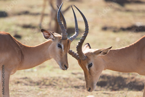 Foto Fighting Impala males  (Aepyceros melampus), Kruger Park, South Africa