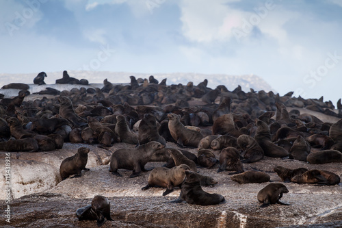 Brown fur seal colony (Arctocephalus pusillus), Seal island, Cape Town, South Africa © lnichetti
