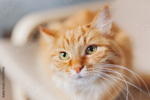 Close up portrait of cute ginger cat. Fluffy pet looks tired. Cozy home background. © Konstantin Aksenov