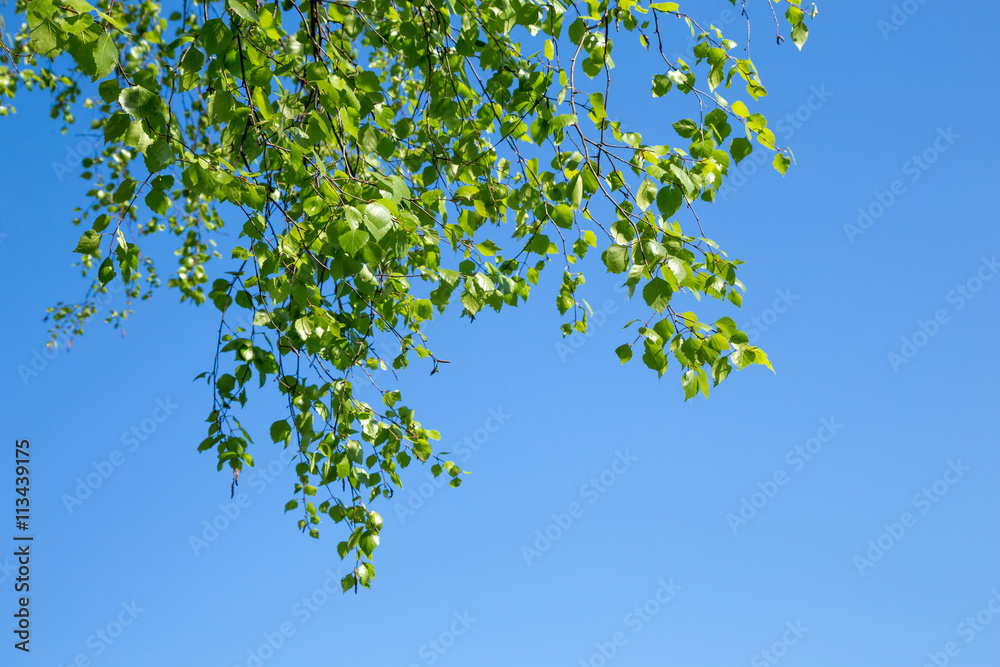 Naklejka premium Birch branches with the young green shining leaves hang down on blue sky background.