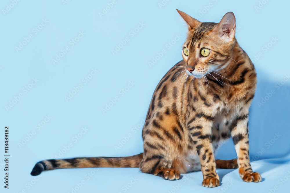 Single bengal cat on neutral blue background Single bengal cat on neutral blue background