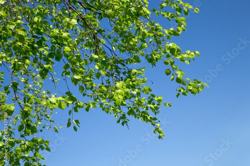 Birch twigs with the young green shining leaves hang down on blue sky background.