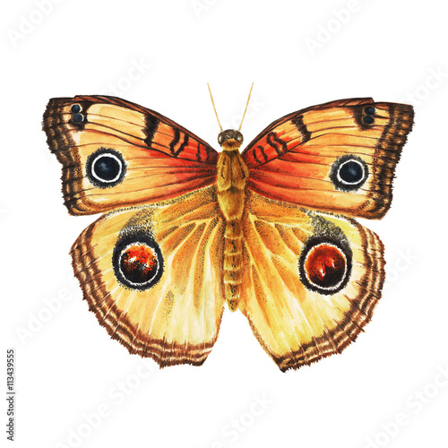 Watercolor orange butterfly 