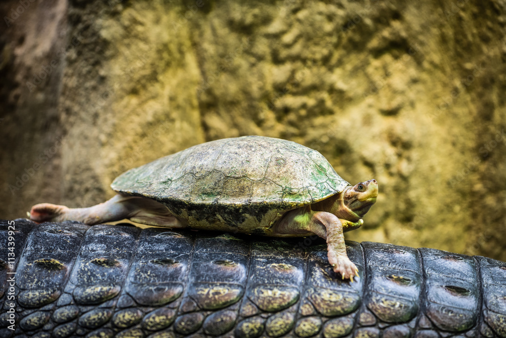 Tortoise riding on a back of a Gharial